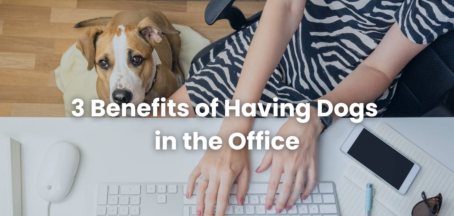 Benefits of dogs in the office