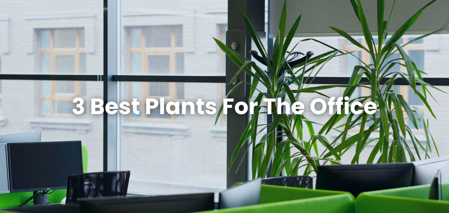 3 Best Plants For The Office
